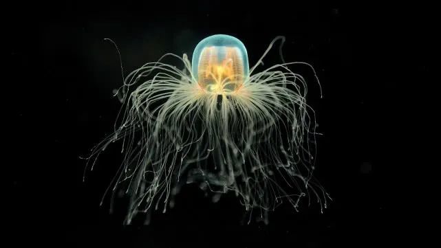 拟态章鱼