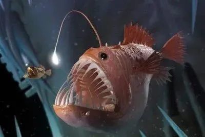 丑萌的发光能力者却是深海探路者长相丑陋鮟鱇鱼头顶带着光鮟 鱇是