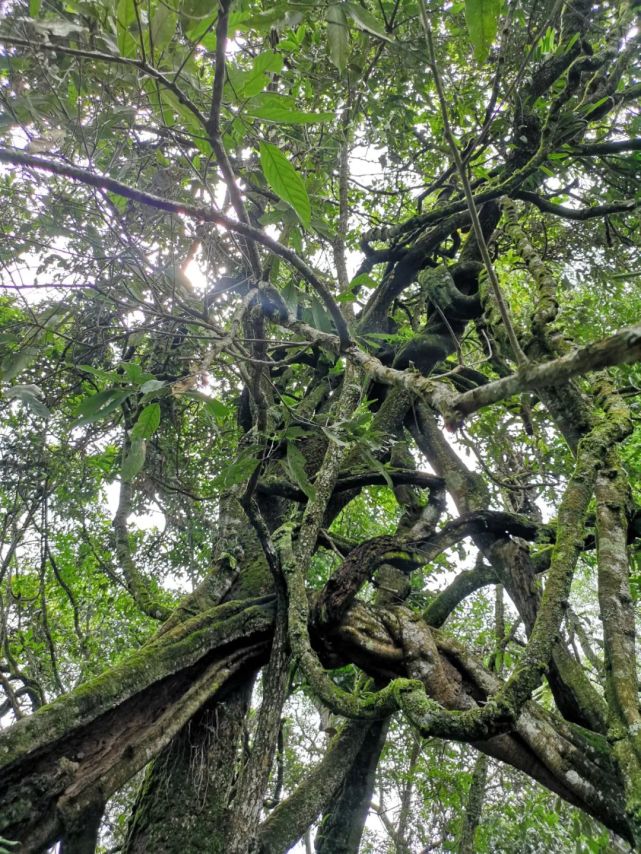 在江城县三国庄园的深山中,热带雨林的独特气候孕育出了植物中的"巨蟒