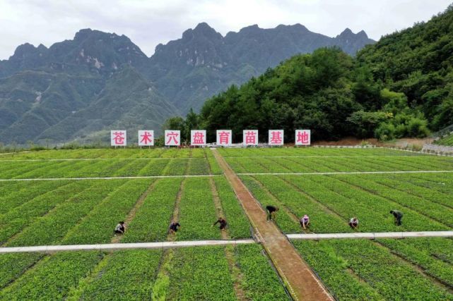 县马桥镇横溪村中药材种植加工示范园,农民在苍术穴盘育苗基地内除草