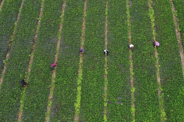 保康马桥:中药材种植助农增收