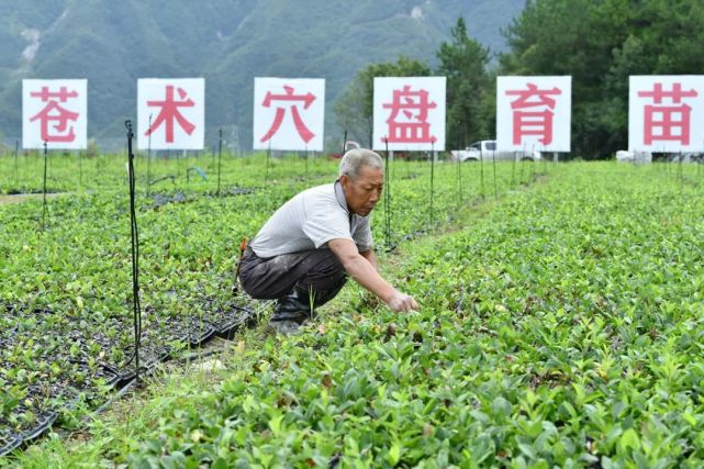 省襄阳市保康县马桥镇横溪村中药材种植加工示范园苍术穴盘育苗基地