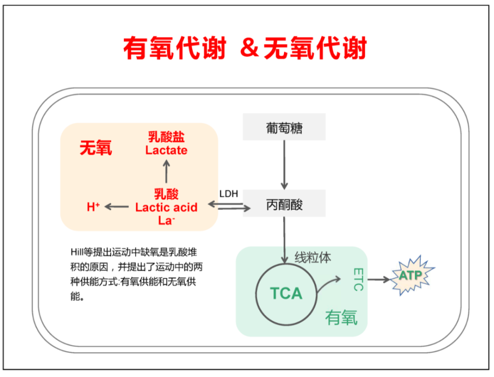 运动中乳酸的"功"与"过(ppt)