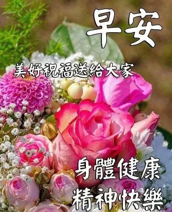 最美早安问候图片鲜花带字 最新早上好问候语图片带字