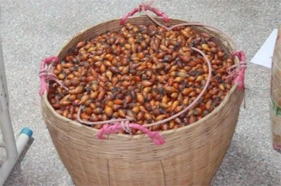 金樱子的功效与作用,金樱子怎么泡酒