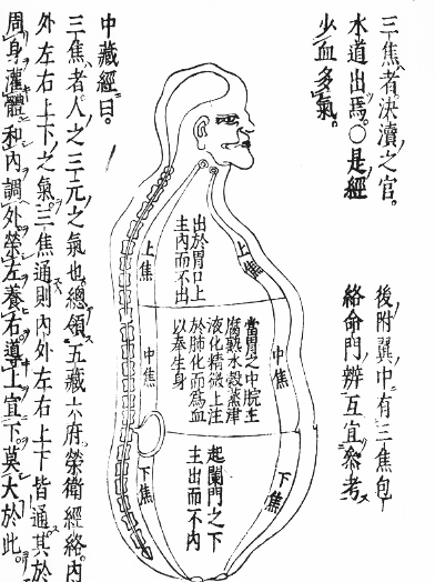 三焦的总功能:根据三焦有上焦,中焦,下焦之别,把人体划分成上,中,下