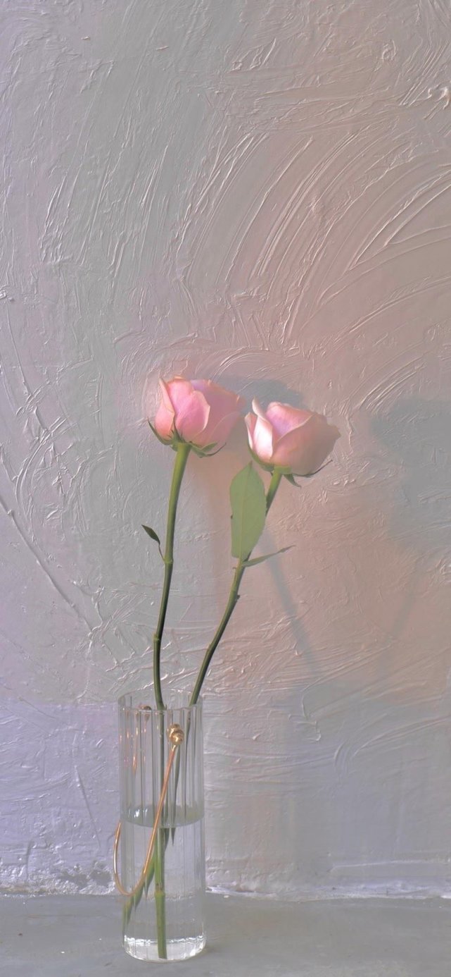玫瑰壁纸‖花店的玫瑰是月季花 碎冰蓝玫瑰是白月季喷