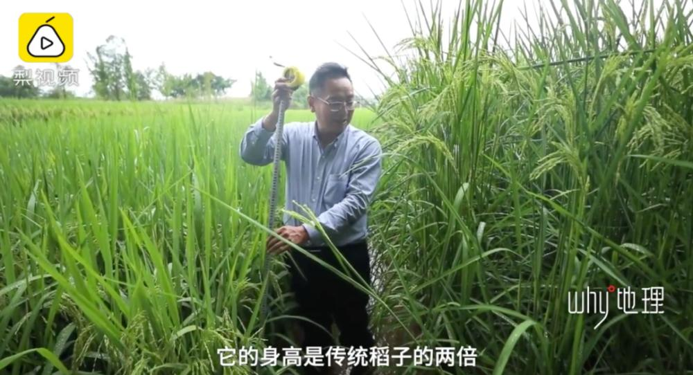 亩产1600斤2米高巨型稻在重庆试种成功袁隆平梦成真了