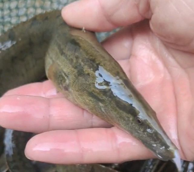 (学名大刺鳅)野生的大刺鳅,喜欢栖息在江河的缓流区域,或者是水底有