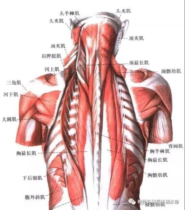 前者包括颈阔肌,胸锁乳突肌,颈长肌,前和中斜角肌,头长肌及舌骨上下