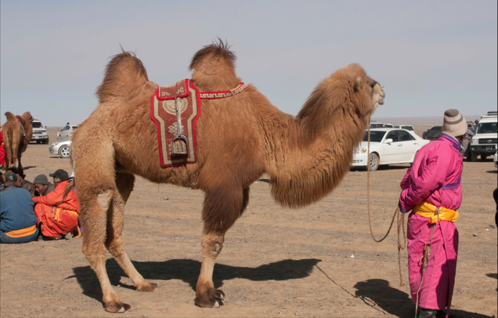 聚焦阿拉善骆驼:25万峰骆驼曾遍布沙漠,1峰可抵10只山羊