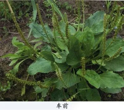 今日立夏,地理视角看24节气,附春夏之交小时候常见又