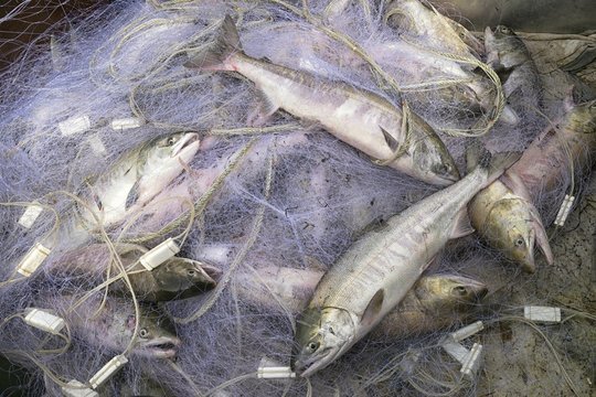 俄罗斯渔民用流刺网捕捞的大马哈鱼