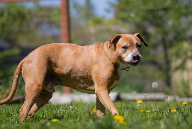 比特犬vs罗威纳犬,谁才是真正的狗中之王?