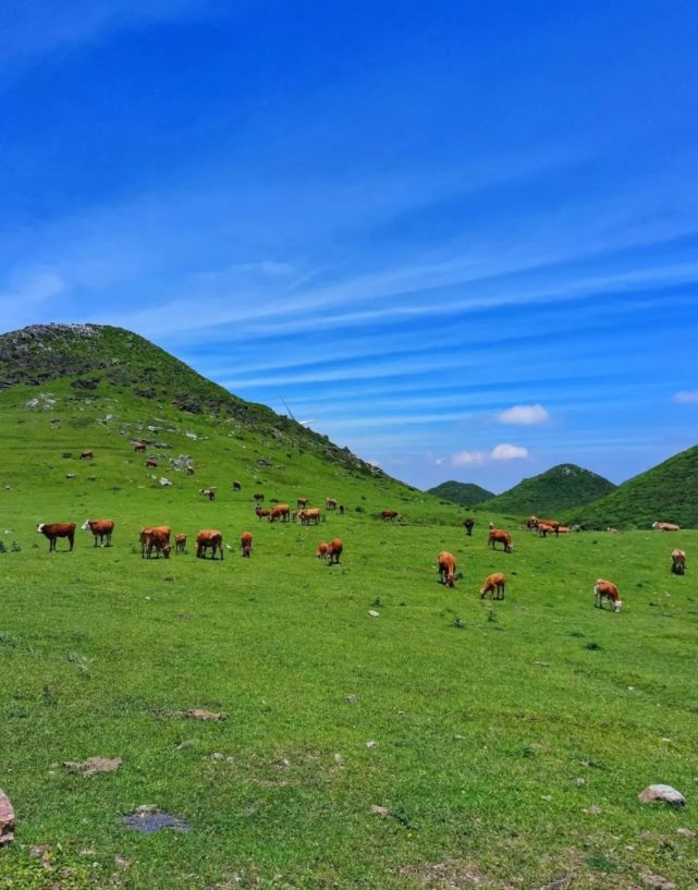 百草坪位于毕节市威宁县,它是贵州海拔最高的高原草原之一,坐落于海拔