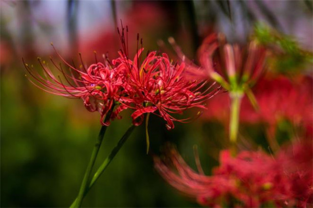 诗意秋草红花三首,满地红心草,凄美彼岸花