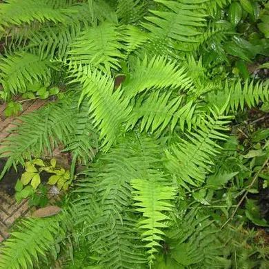 凤尾草 【 中药名】凤尾草 fengweicao 【 别名】凤尾蕨,井口边草,山