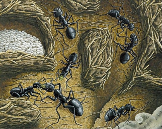 蚂蚁正在建造"地下城市"?城市规划一应俱全,可能取代人类吗?