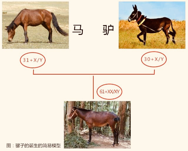 农村老人常言:骡子怀孕必死!这是为什么?