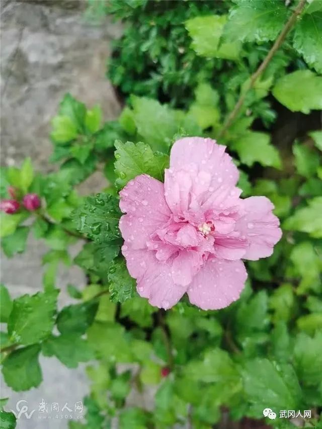 武冈林日新|院里的木槿花