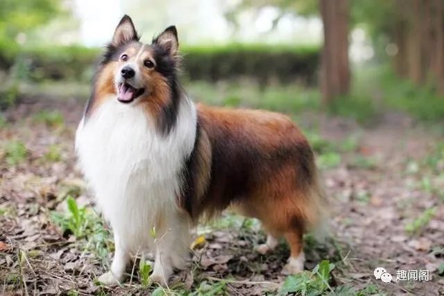 世界上最聪明的十种狗top8:喜乐蒂牧羊犬