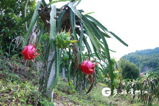 17年罗甸火龙果种植面积达354万亩年总产量达3万吨