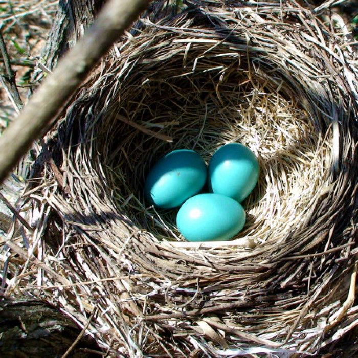 自然多奇妙之鸟蛋趣闻:见惯了白色的蛋,一见蓝绿色的蛋就觉得好神奇