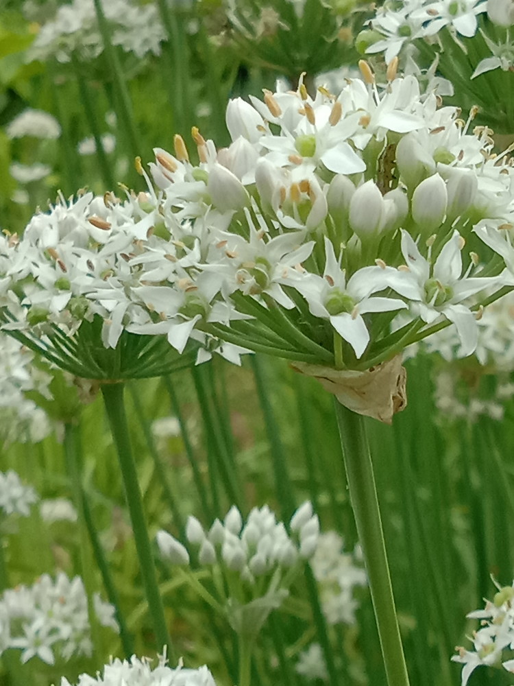 常见植物韭菜花美图合集