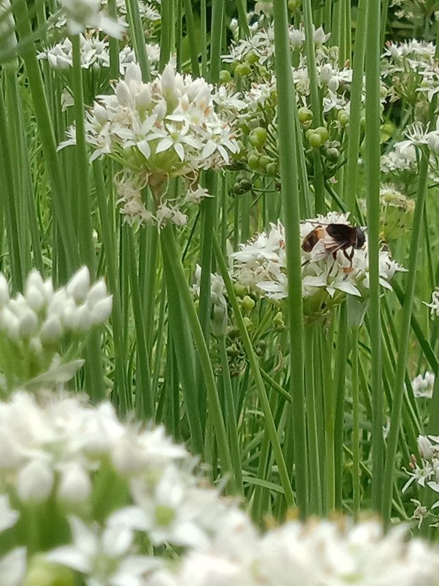 常见植物韭菜花美图合集