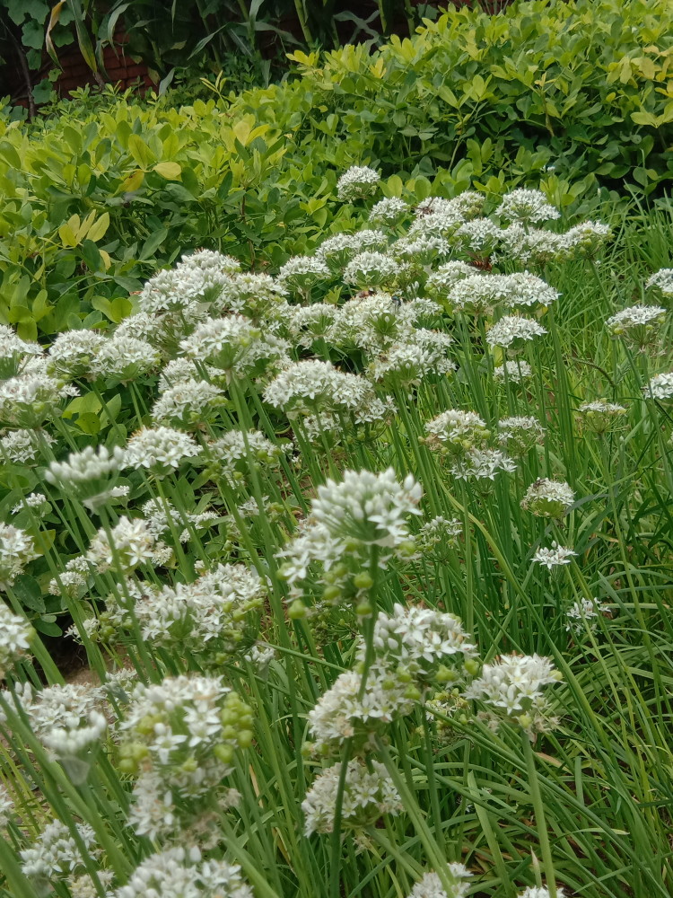 常见植物韭菜花美图合集