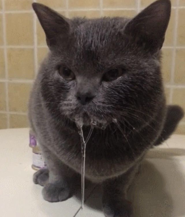 袖虎病猫攻略:猫咪流口水是饿了还是病了?