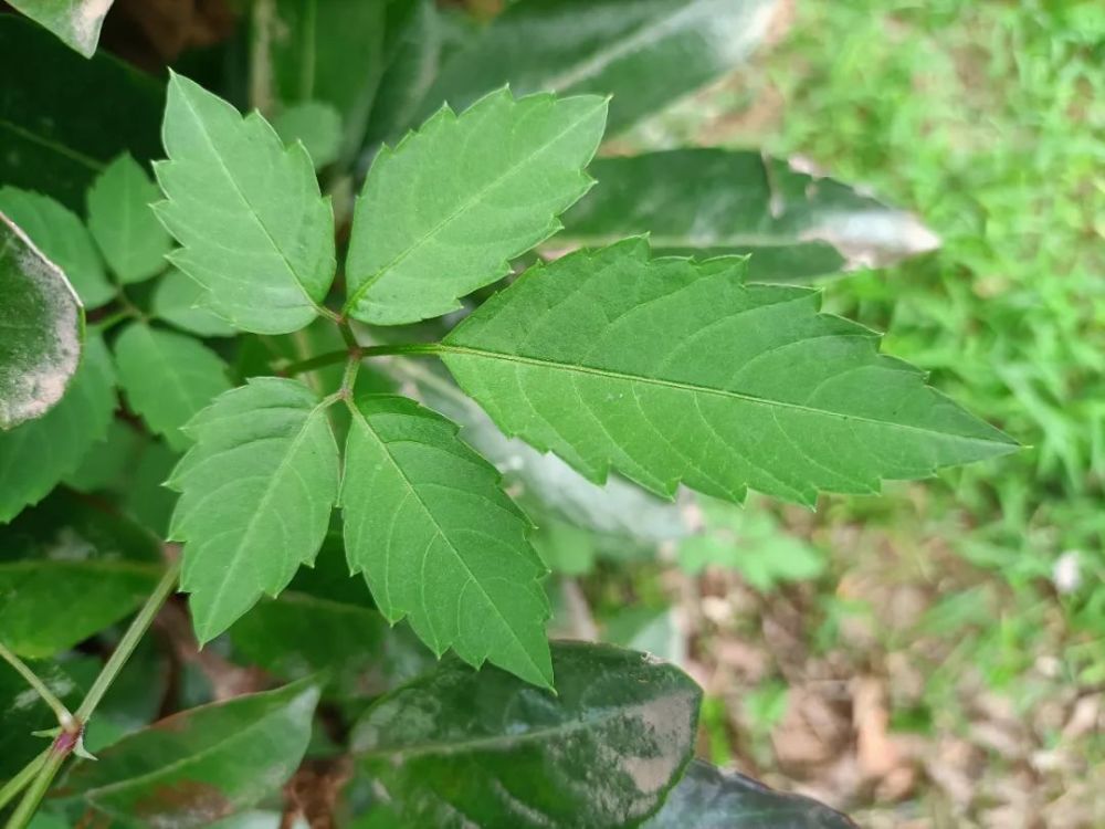 乌蔹莓的叶子非常有特色,5小叶构成鸟足状(其实没有五趾的鸟),也有说