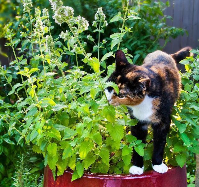 猫薄荷对猫咪有危害吗