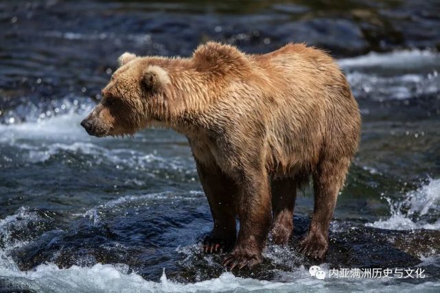 艾吉特说,那头熊太大了,站起来个子比他还高.胳膊粗壮得像人的大腿.