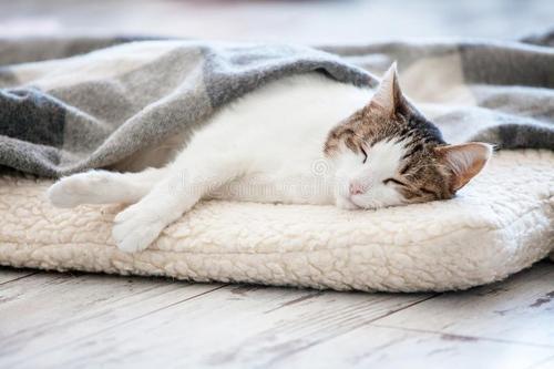 别再买猫窝了,这些地方才是猫咪最爱睡觉的位置!