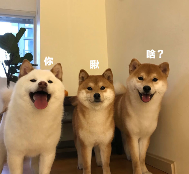 搞笑盆友圈背景图:"你瞅啥?