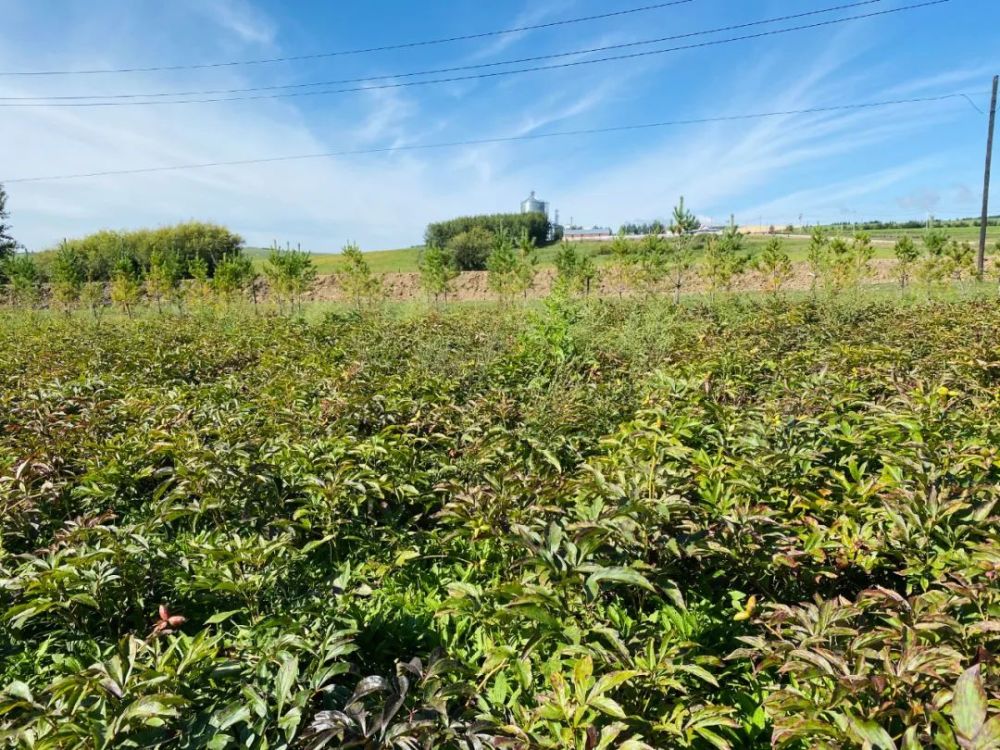 牙克石市中草药种植让生态更优群众更富