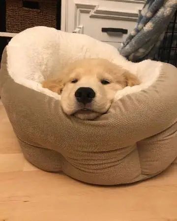 表情包:小狗狗金毛