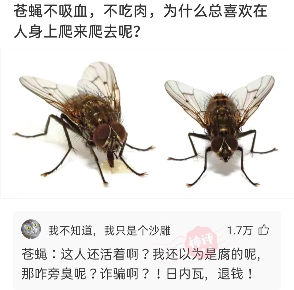 神回复:苍蝇不吸血,不吃肉,为什么总喜欢在人身上爬来