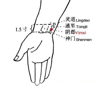【阴郄穴的位置】位于前臂掌侧,当尺侧腕屈肌腱的桡侧缘,腕横纹上0.
