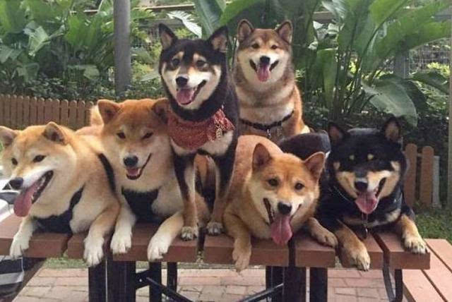 黑柴犬有哪些特征以及黑柴犬价格为多少?如何区分是否为纯种黑柴?
