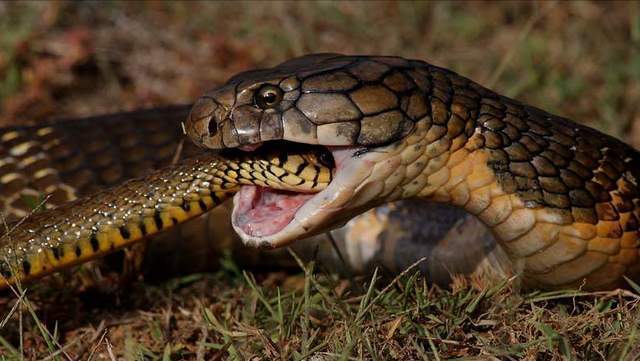 世界上最长的毒蛇首次现身云南昌宁,被红外相机拍下
