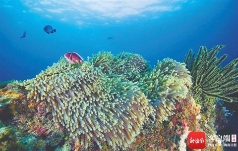 海南周刊丨海底珊瑚礁,海上红树林:水清林茂鱼鸟欢