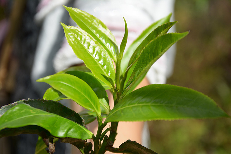 只要是在云南地理标志保护范围内的云南大叶种茶,都可以制作普洱茶.