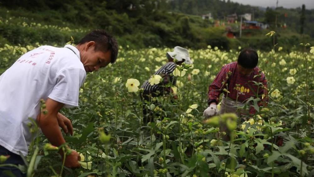 花葵短剧，绽放的瞬间与情感的交织