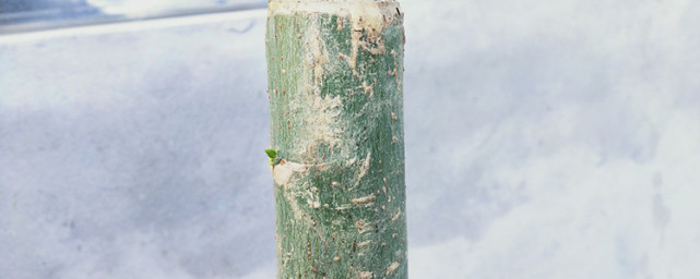 发财树树桩怎么催芽学会一个方法芽点多枝叶饱满