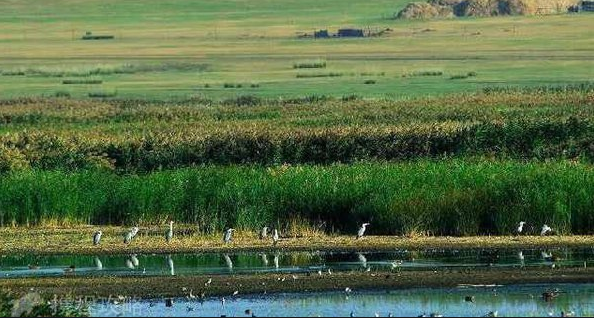 被誉为"鸟类栖息天堂"的湿地及自然保护区-内蒙古辉河国家级自然保护