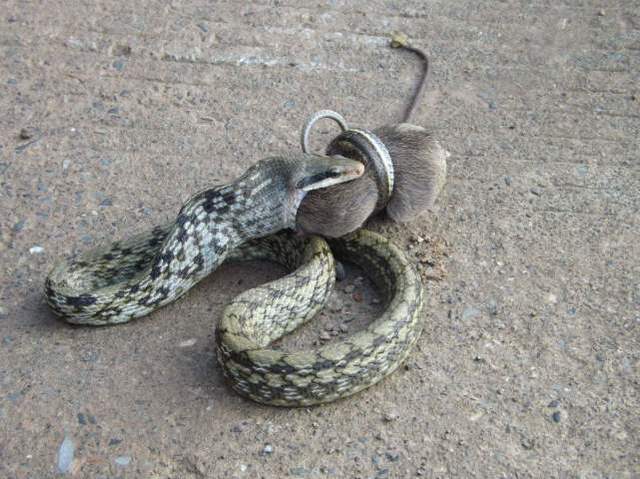 广西边境检查站查获3000条眼镜蛇,网友:为什么蛇会越