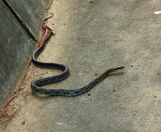 广西边境检查站查获3000条眼镜蛇,网友:为什么蛇会越来越多?