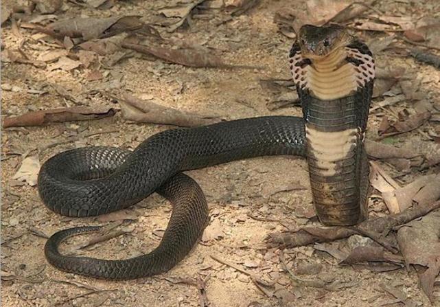 广西边境检查站查获3000条眼镜蛇,网友:为什么蛇会越